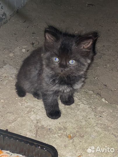 Котёнок ищет дом