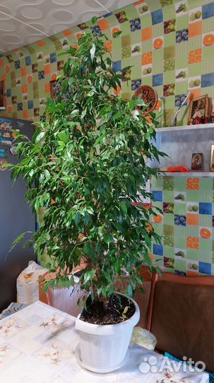 Фикус бенджамина