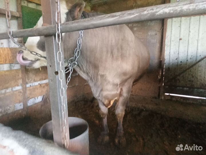 Бык сементал на мясо или на племя