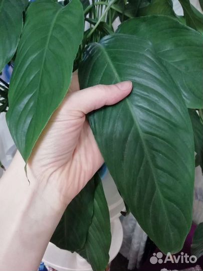 Спатифиллум