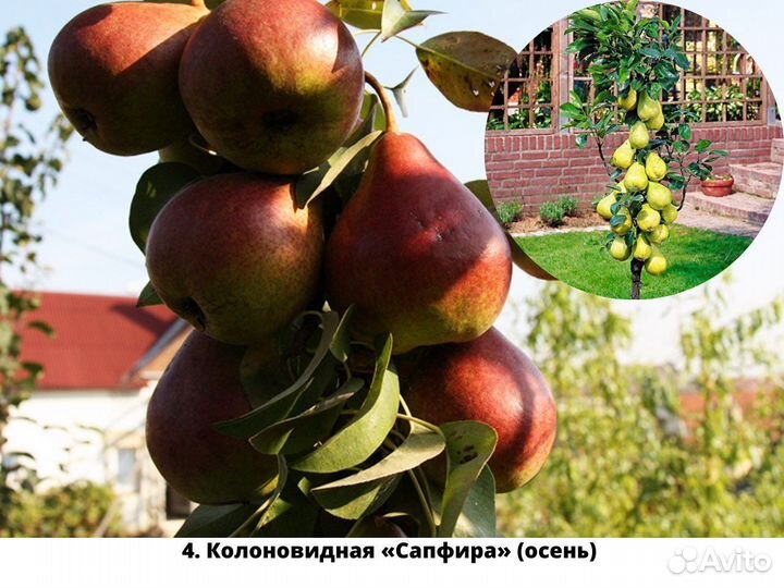 Саженцы груши. Груша