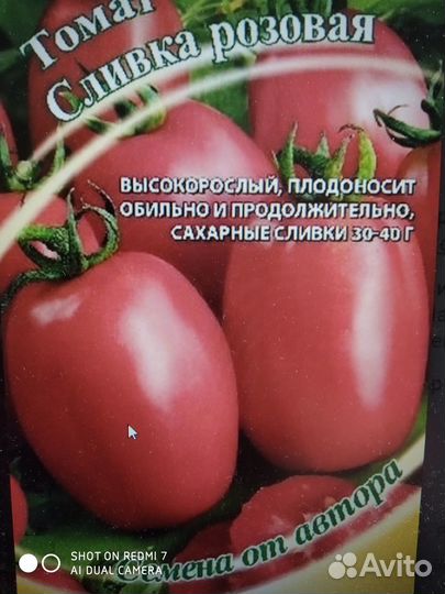 Рассада помидор (томат) баклажан базилик, цветы