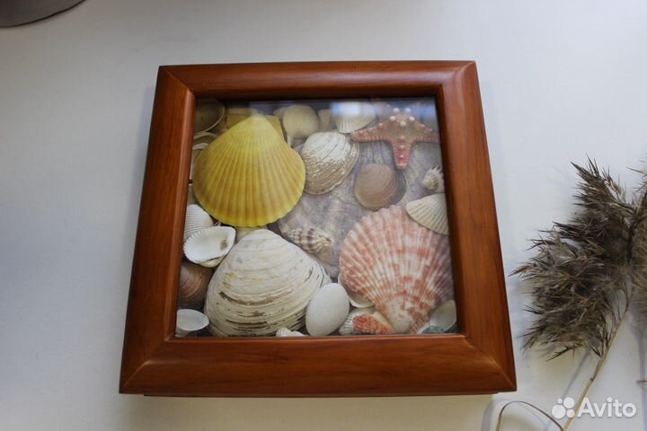 Морские ракушки раковины набором