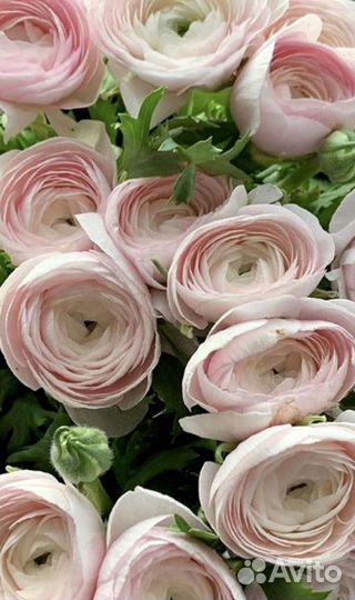 Букет из ранункулюса