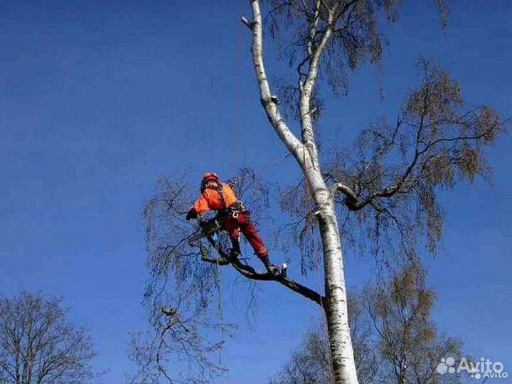 Спил деревьев