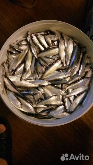 Рыба(тюлька)