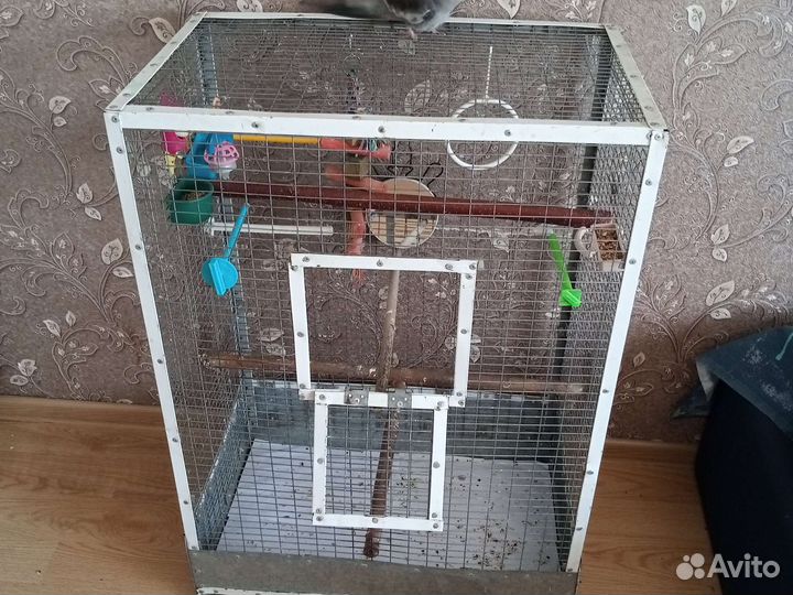 Попугай Карела