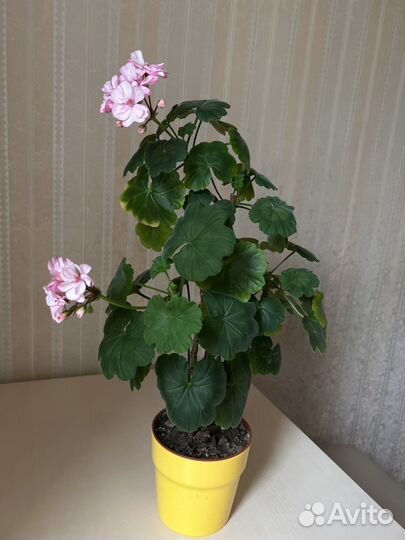 Пеларгония герань, Спатифиллум (женское счастье)