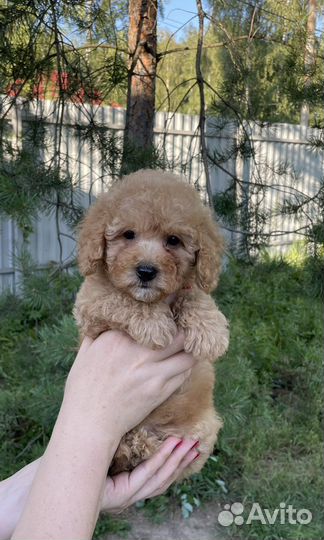 Той пудель миниатюрный