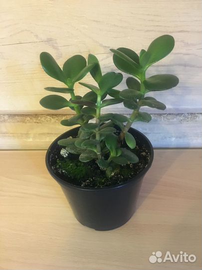 Фикус бенджамина, молочай, денежное дереыо