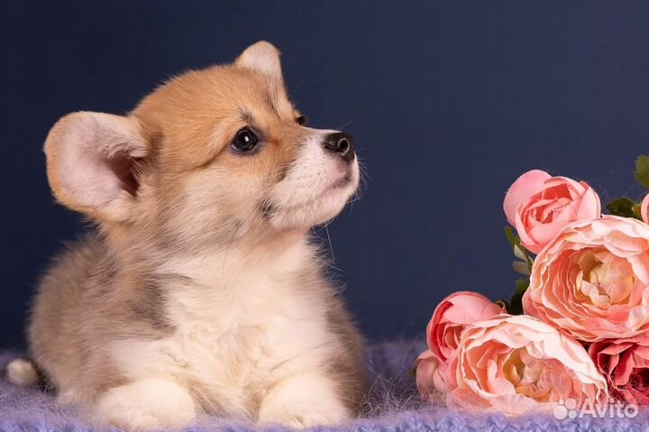 Вельш-корги пемброк девочка