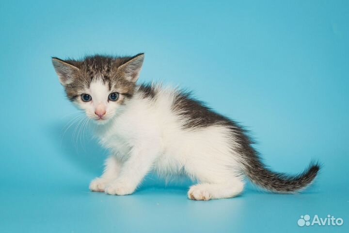 Котенок мальчик 1,5 мес