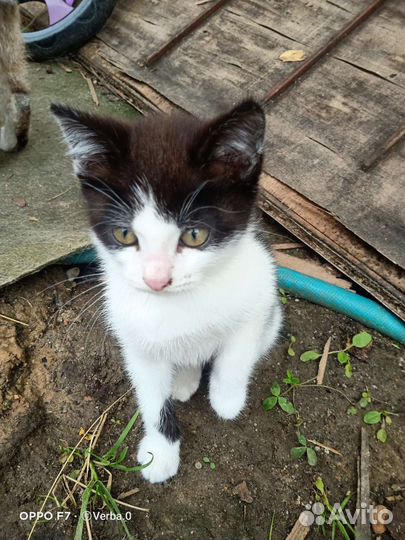 Кошка в дар