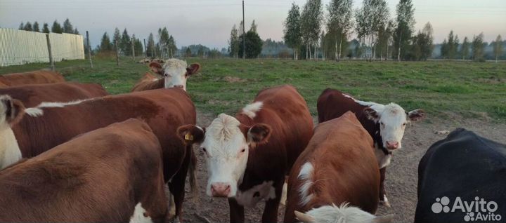 Животноводческая ферма продаю
