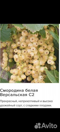 Саженцы смородины