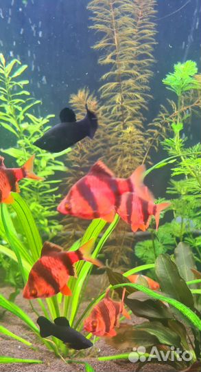 Аквариумные рыбки