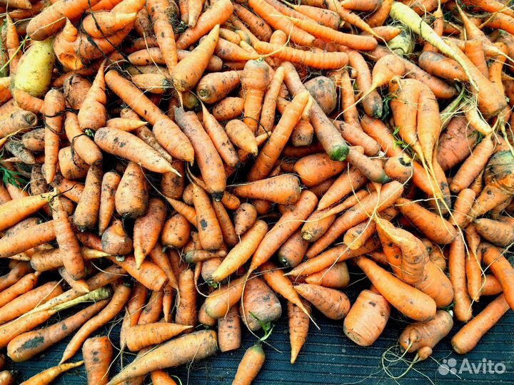 Морковь свежая мелкая, нестандартная