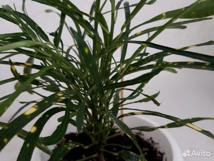 Кодиеум кротон Брызги шампанского