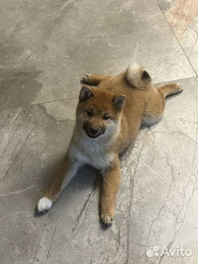Щенки сиба ину