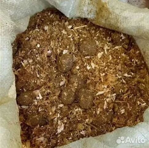 Конский навоз с опилками