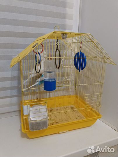Волнистые попугаи с клеткой