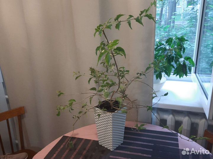 Бугенвиллия взрослая