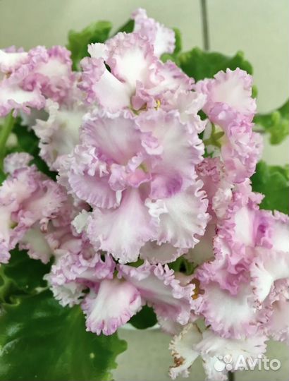 Фиалка детки