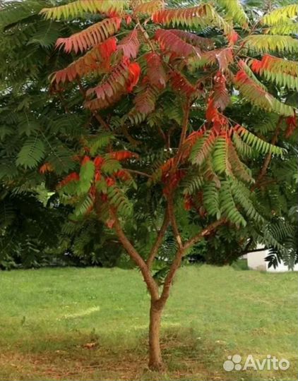 Сумах оленерогий