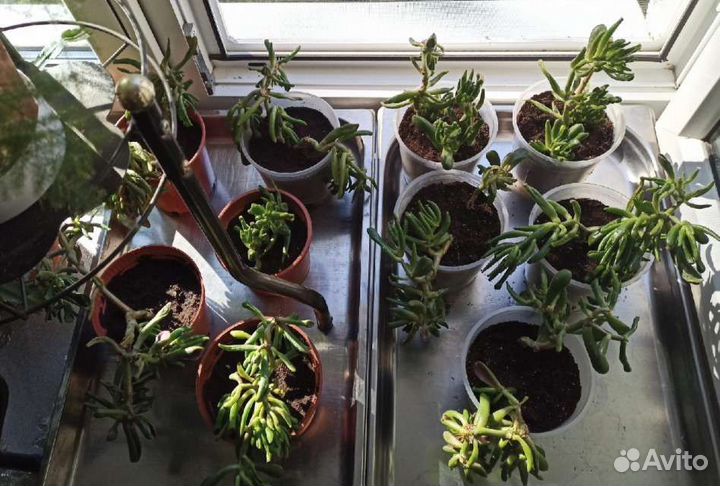 Крассула Хоббит/толстянка/денежное дерево