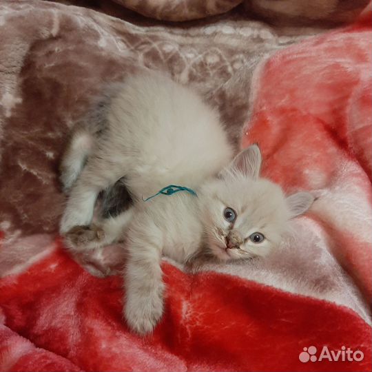Котята