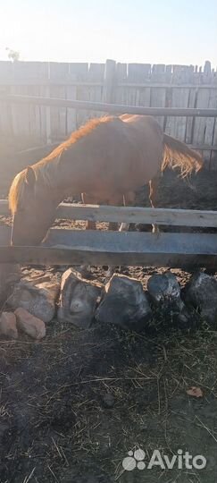 Продам жеребца 2 года