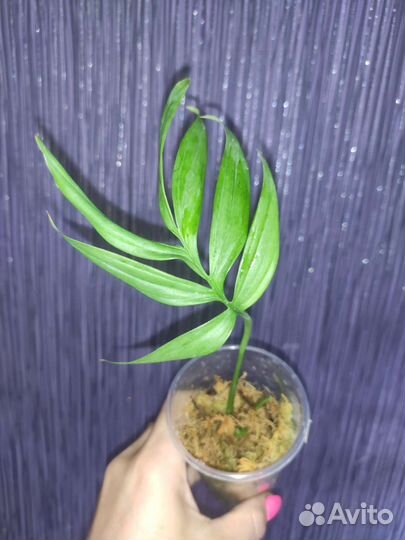 Монстера subpinnata-тонкая