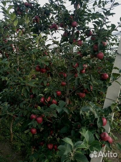 Яблоки гала