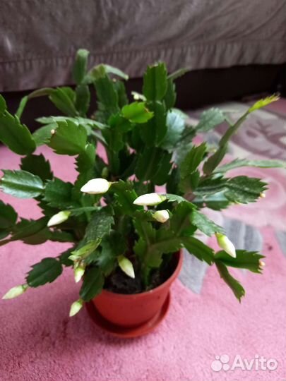 Декабрист белый