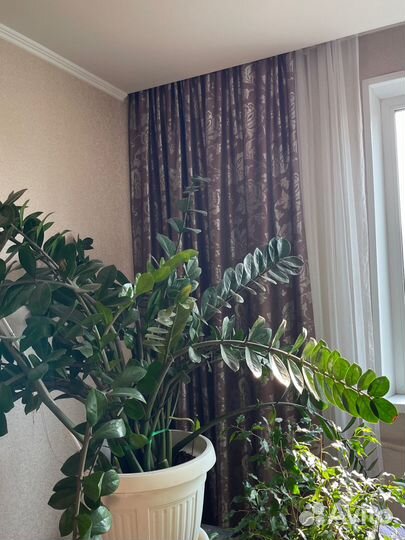 Замиокулькас долларовое дерево