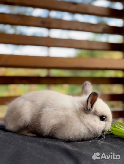 Самые Милые и Красивые Карликовые Кролики Привитые