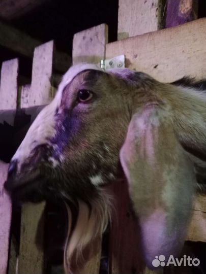 Утки,гуси,кролики,козёл