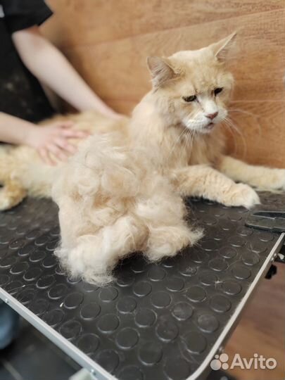 Груминг собак и кошек