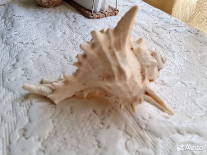 Ракушка морская