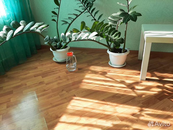 Комнатный цветок большой