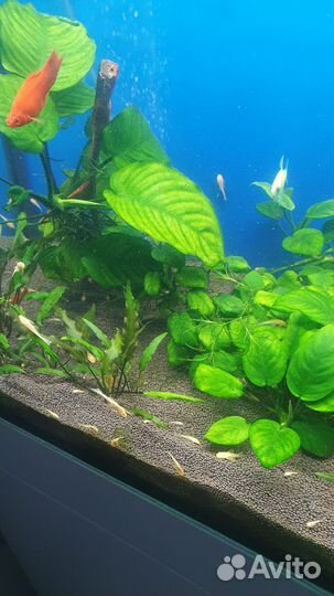 Аквариумные рыбки анцитрусы