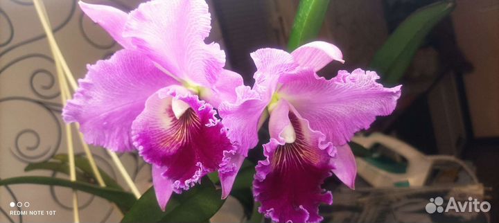 Орхидея каттлея Розариум Ютерзен