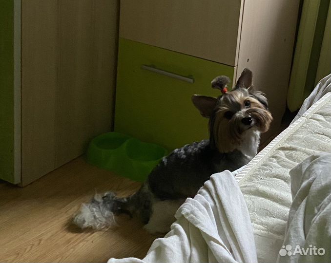 Бивер йорк вязка