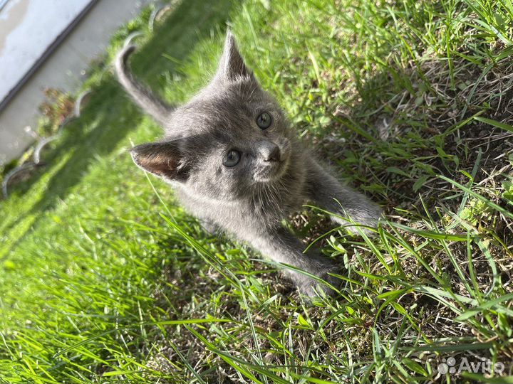 Котятки в добрые руки