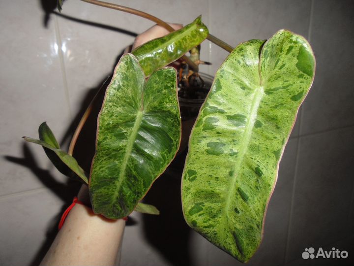 Филодендроны сортовые