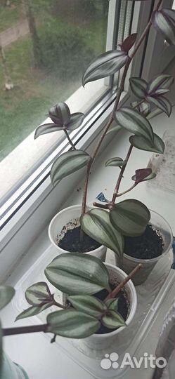 Традесканция 