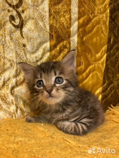 Маленький котенок