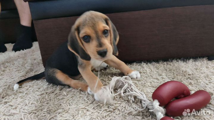 Очаровательные биглята