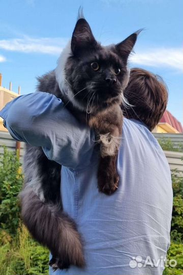 Мейн -Кун тяжеловес