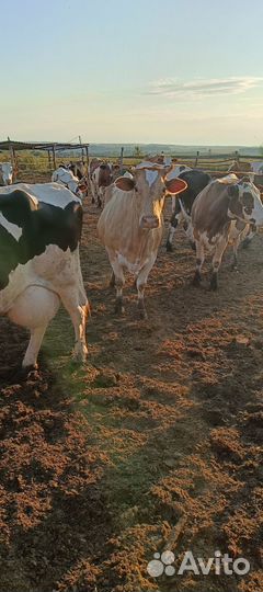 Продам Коров